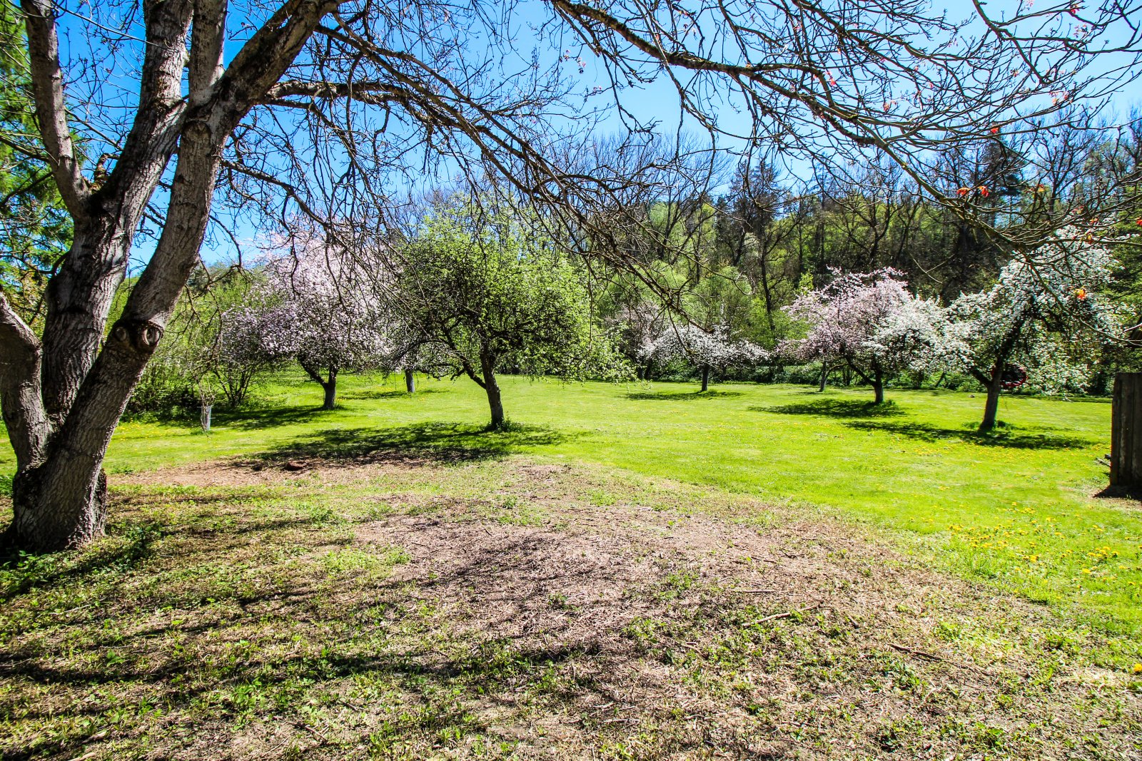 Parkähnlicher Garten mit etabliertem Baumbestand und großzügigen Freiflächen Parkähnlicher Garten mit etabliertem Baumbestand und großzügigen Freiflächen