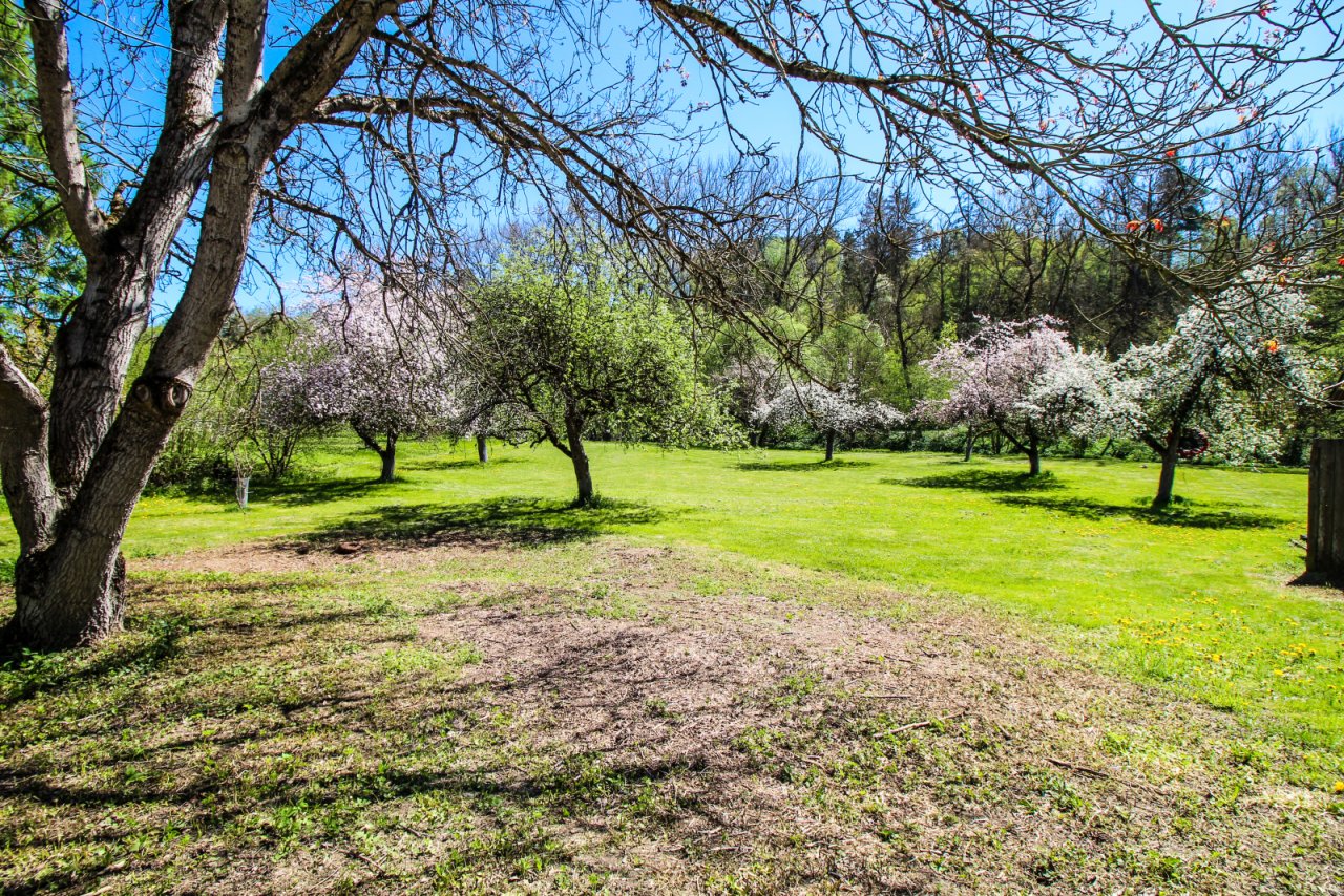 Parkähnlicher Garten mit etabliertem Baumbestand und großzügigen Freiflächen Parkähnlicher Garten mit etabliertem Baumbestand und großzügigen Freiflächen